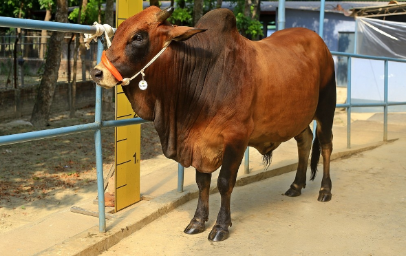 Male - Bull (ষাঁড়)